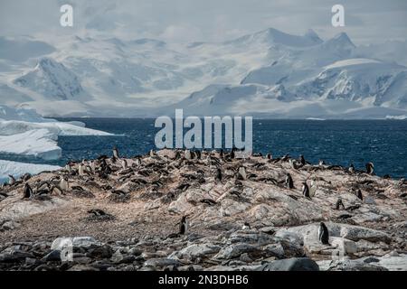 Gentoo Penguin (Pygoscelis Papua) colony on Antarctica's Cuverville Island; Antarctica Stock Photo