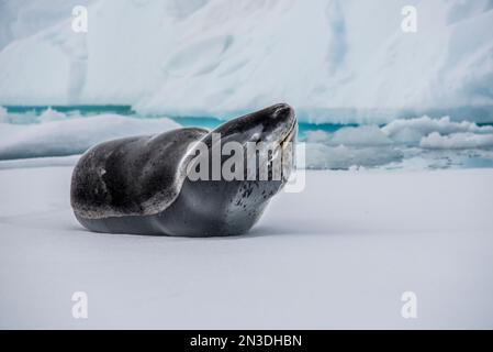 Portrait of leopard seal (Hydrurga leptonyx) resting on ice floe at Antarctica's Booth Island; Antarctica Stock Photo