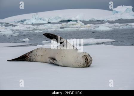 Portrait of leopard seal (Hydrurga leptonyx) resting on ice floe at Antarctica's Booth Island; Antarctica Stock Photo