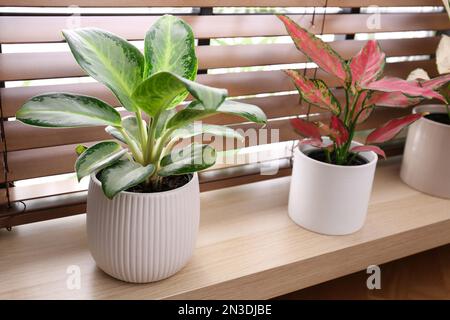 Beautiful houseplants on wooden window sill indoors Stock Photo