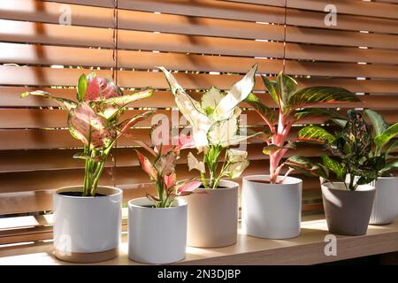 Beautiful houseplants on wooden window sill indoors Stock Photo