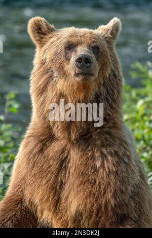 Close-up portrait of a grizzly bear (Ursus arctos horribilis) standing up; Atlin, British Columbia, Canada Stock Photo