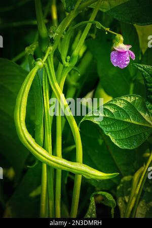 Close up of green beans (Phaseolus vulgaris) on the vine and purple bean blossom with water droplets; Alberta, Canada Stock Photo