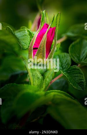 Close up of an early rose bud (Rosa) on the bush; Calgary, Alberta, Canada Stock Photo