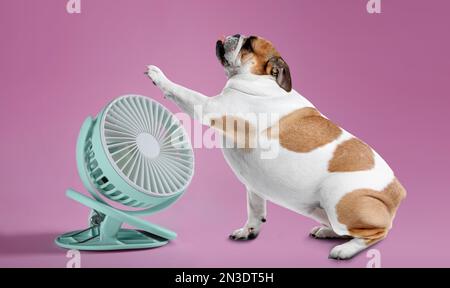 Cute dog near fan on pink background. Summer heat Stock Photo