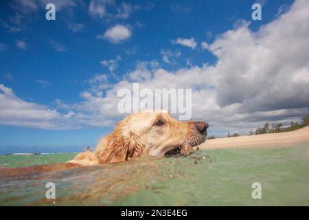 Close-up of a Golden Retriever (canis lupus familiaris) swimming in the green waters of the Pacific Ocean, retrieving a stick at the beach Stock Photo