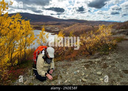 A woman picks low bush cranberries amidst fall foliage overlooking Tangle Lakes campground, along the Denali Highway Stock Photo