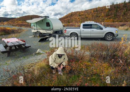 A woman picks low bush cranberries at the Tangle Lakes Campground, along the Denali Highway with a truck and trailer in the background and the Fall... Stock Photo