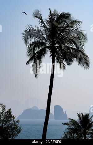 Palm tree, bird and karst formations show tropical beauty in Phang nga Bay; Thailand Stock Photo