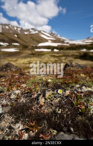 Wild flowers growing on the alpine tundra in the Chugach Mountains, Chugach State Park; Alaska, United States of America Stock Photo