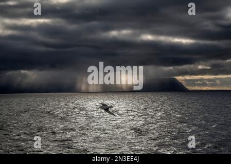 Seabird flying over the Atlantic Ocean off the coast of Iceland with sun beams shining through the heavy morning clouds; Iceland Stock Photo