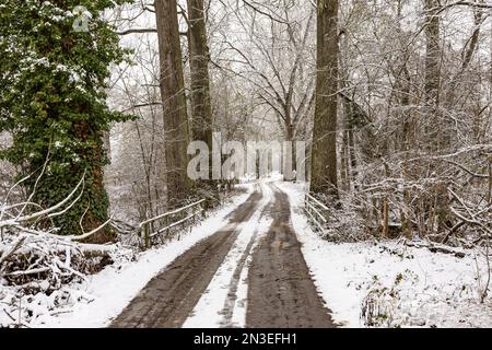 Lonely winter landscape with a dirt road and trees with snow and ice in winter Stock Photo