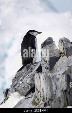 Portrait of a chinstrap penguin (Pygoscelis antarcticus) standing on rocky cliff, facing right; Orne Harbour, Antarctica Stock Photo
