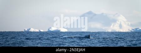 Humpback whale (Megaptera novaeangliae) surfaces by iceberg in sunshine off Enterprise Island; Wilhelmina Bay, Antarctica Stock Photo