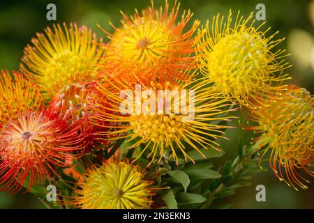 Close up of orange and yellow pin cushion protea (Leucospermum); Kula, Upcountry Maui, Maui, Hawaii, United States of America Stock Photo