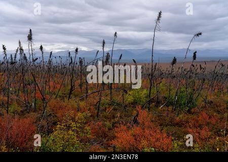 Fall colors make the landscape colorful amidst an old forest fire burn area along the Dempster Highway; Dawson City, Yukon, Canada Stock Photo