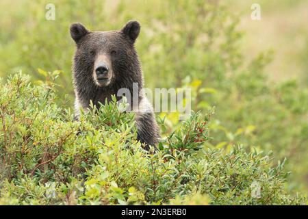 Portrait of a grizzly bear (Ursus arctos horribilis) standing behind a bush looking for berries and roots, looking at the camera Stock Photo