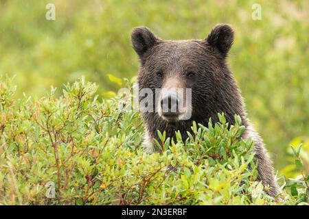 Grizzly bear (Ursus arctos horribilis) looking out from behind foliage along he roadside; Dawson City, British Columbia, Canada Stock Photo