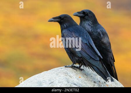 Common ravens (Corvus corax) sitting on a rock with fall colors in the background; Dawson City, Yukon, Canada Stock Photo