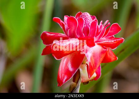 Torch Ginger (Etlingera elatior) growing in the wild in Hana; Maui, Hawaii, United States of America Stock Photo