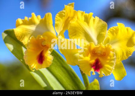 Close-up of Yellow Cattleya (Cattleya) orchids; Paia, Maui, Hawaii, United States of America Stock Photo