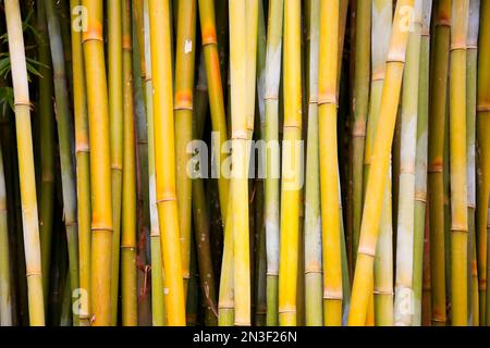 Close-up of bamboo (Bambusa) tree trunks; Hana, Maui, Hawaii, United States of America Stock Photo
