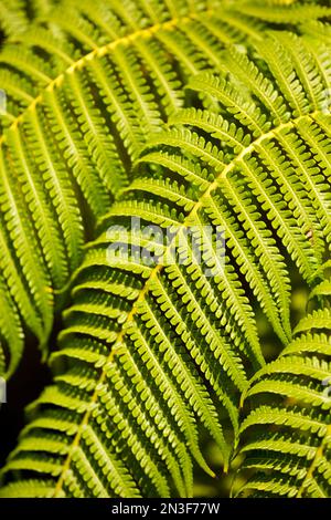 close-up of Hapu'u Fern or Hawaiian Tree Fern (Cibotium menziesii) fronds fully opened; Maui, Hawaii, United States of America Stock Photo