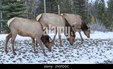 Three elk (Cervus canadensis) standing in a row and grazing on a snowy meadow in Banff National Park. Elk are a vital part of Banff's ecology Stock Photo