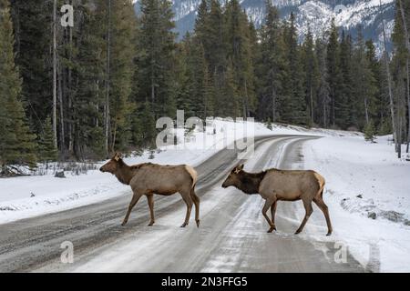 Two Elk (Cervus canadensis) crossing the road in Banff National Park, Alberta, Canada. Elk are a vital part of Banff's ecology Stock Photo