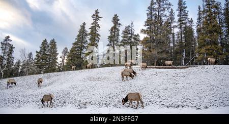 Elk (Cervus canadensis) grazing on a snowy meadow in Banff National Park. Elk are a vital part of Banff's ecology Stock Photo