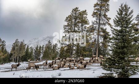 Large herd of Elk (Cervus canadensis) grazing and resting on a snowy meadow in Banff National Park. Elk are a vital part of Banff's ecology Stock Photo