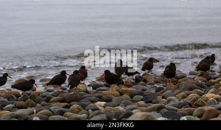 Black oystercatchers (Haematopus bachmani) on the rocks of Davis Bay on the Sunshine Coast, BC, Canada; Sechelt, British Columbia, Canada Stock Photo