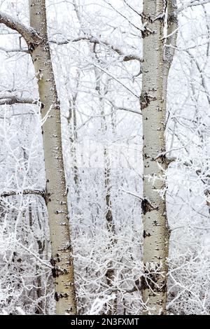 Close up of frosted aspen tree trunks with frosted branches in a forest; Calgary, Alberta, Canada Stock Photo