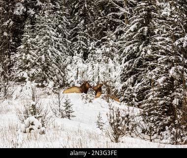Two bull elk (Cervus elaphus canadensis) lying down and looking at each other in a snow-covered forest during winter in Banff National Park Stock Photo