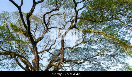 Tree with branches and leaves. Against blue sky background. Stock Photo