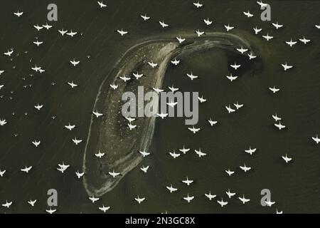White pelicans (Pelecanus erythrorhynchos) in migration flight over a barrier island fringing a Louisiana salt marsh in the Gulf of Mexico Stock Photo