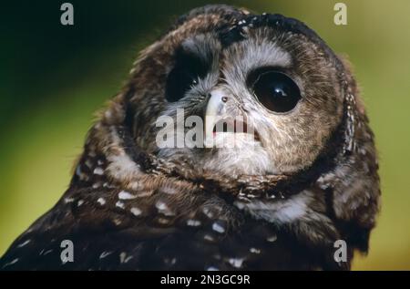 This bird earned questionable notoriety as a job buster.  It is the Northern spotted owl (Strix occidentalis occidentalis), listed as threatened in... Stock Photo