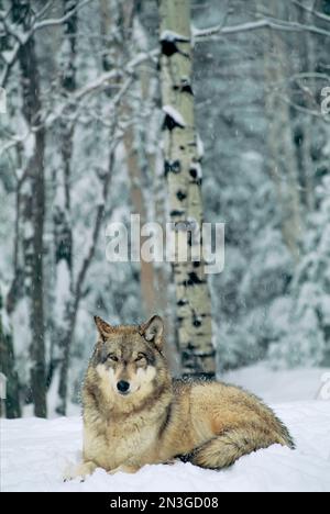 A captive Grey wolf (Canis lupus) in the snow, International Wolf Center, Minnesota, USA; Ely, Minnesota, United States of America Stock Photo