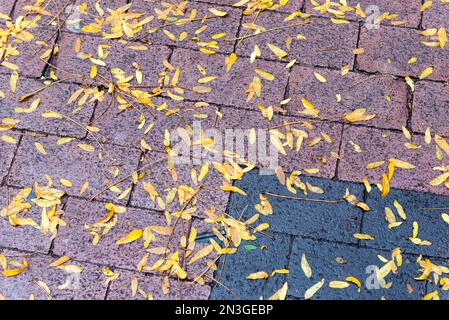 A sidewalk of red and black blocks covered with small branches and yellow leaves Stock Photo