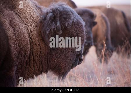 Close-up of the side view of a bison head on a grazing on a field at a ranch near Valentine, Nebraska, USA Stock Photo