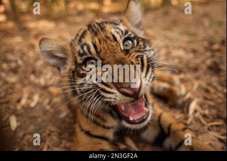 Close-up portrait of the critically-endangered Sumatran tiger cub (Panthera tigris sumatrae) lying on the ground with it's mouth open, showing it's... Stock Photo
