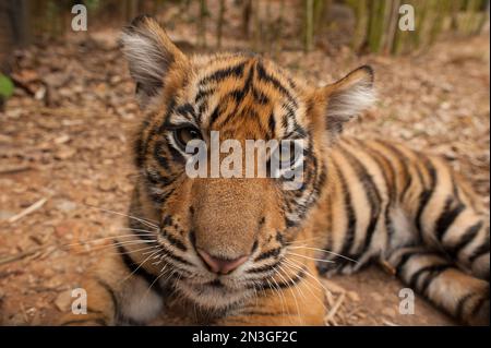 Close-up portrait of the critically-endangered Sumatran tiger cub (Panthera tigris sumatrae) lying on the ground Stock Photo