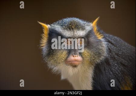 Portrait of a Wolf's guenon (Cercopithecus wolfi) at a zoo in Colorado Springs, Colorado, USA; Colorado Springs, Colorado, United States of America Stock Photo