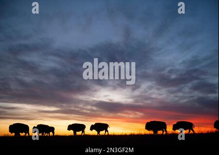 Silhouetted herd of bison (Bison bison) roaming along the horizon at sunset on a ranch near Valentine, Nebraska, USA Stock Photo