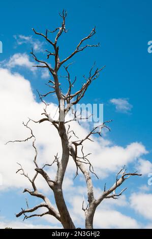 Dead eucalyptus tree trunk silhouetted against a blue sky at Penola, South Australia Stock Photo