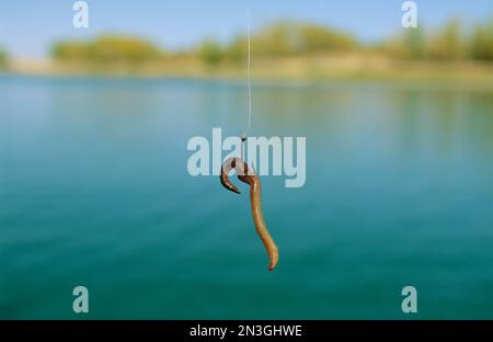 A fishing hook baited with an earthworm Stock Photo - Alamy