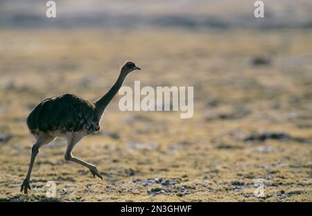 Ostrich (Struthio camelus) running through the Atacama Desert; Atacama Desert, Chile Stock Photo
