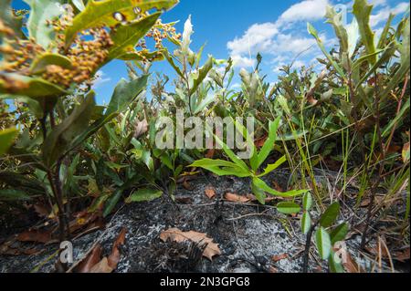 Dwarf live oak plants (Quercus minima), one of the dominant woody species found at Kissimmee Prairie Preserve State Park Stock Photo