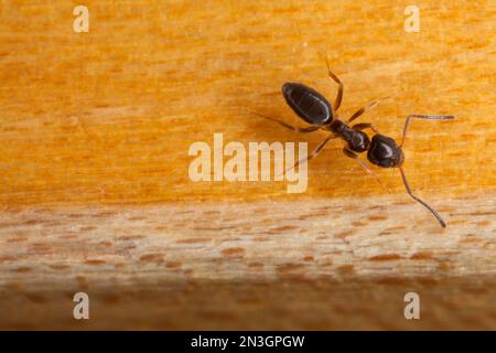 Odorous house ant (Tapinoma sessile); Lincoln, Nebraska, United States of America Stock Photo