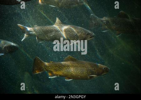 Brook trout (Salvelinus fontinalis) in an aquarium at a zoo; Grand Rapids, Michigan, United States of America Stock Photo